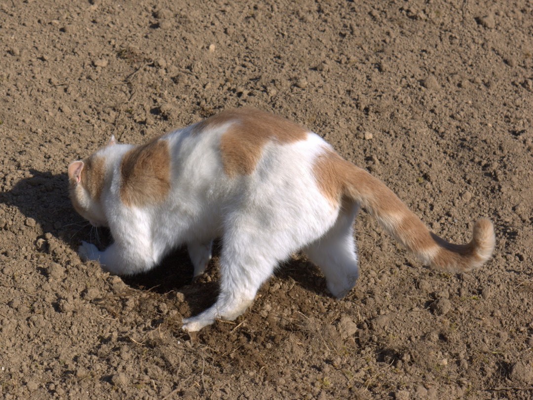 Why Do Cats Dig Holes In Dirt at Pearl Rouse blog